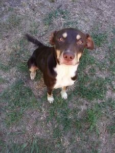 Kelpie